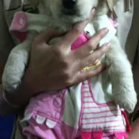 واگذاری اشپیز آلمانی