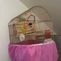 طوطی برزیلی جفت