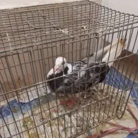 صیدشده