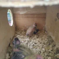 عروس هلندی مولد با ۳جوجه|پرنده|چابهار, |دیوار