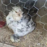 حراج مرغ گلین کرچ توضیحاتو بخون حراج