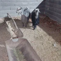 بز شهرکردی|حیوانات مزرعه|اصفهان, براآن شمالی|دیوار