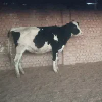 تلیسه سرسینه گاو گوساله|حیوانات مزرعه|پائین جام, |دیوار