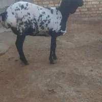 میش سنگین آبستن آفریقایی