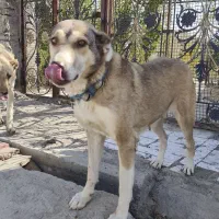 سگ ماده سرابی|سگ|قم, شاه ابراهیم|دیوار