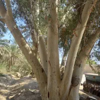 خرید درخت اکالیپتوس