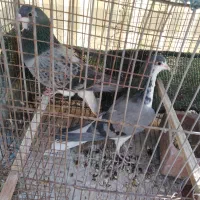 2جفت کفتر|پرنده|شاهین‌شهر, مورچه خورت|دیوار