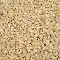 ۱۰تن گندم ابی بذری|خدمات باغبانی و درختکاری|بروجرد, |دیوار