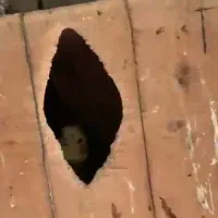 طوطی عروسو قفس مخصوص|پرنده|آمل, |دیوار