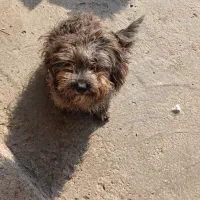 شیتزو کوچولوی خوشگل