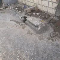 سبز پلاکی مسافتی کفتر|پرنده|قوچان, |دیوار