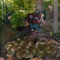 پوزه بوته ای|ماهی|اسلامشهر, شهرک مهدیه|دیوار