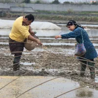 برنج طارم کشت اول خالص مازندران کیلویی ۴۸۹