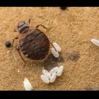 سمپاشی سم پاشی ساس سوسک کنه موش تضمینی در هر نقاط