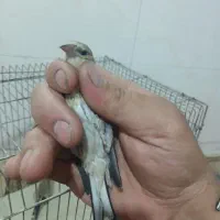 جوجه سهره