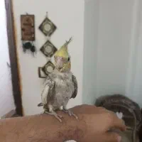 جوجه عروس دستی|پرنده|شفت, |دیوار