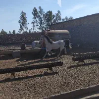 اسب عرب اصیل و شناسنامه‌دار