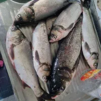 فروش عمده ماهی کپور