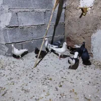 جوجه بهبهانی ودورک|پرنده|فسا, |دیوار