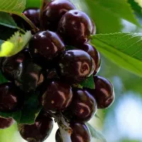 انواع نهالبا تضمین اصالت نهال گیلاس تکدانه هارت|خدمات باغبانی و درختکاری|نمین, |دیوار
