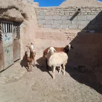 دو راس میش و یک بز تخمی