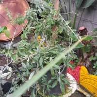 گل ساعت کمیاب ۱۸۰تومن