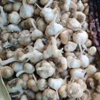 سیر|خوردنی و آشامیدنی|نهاوند, |دیوار