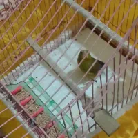 سهره سبز ریز خون بشرط نر بودن