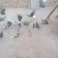 2جفت کلاغ کرمانی اصل