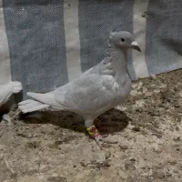 کفتر طاوسی الماسی کاکل میولمنز پشتی دمسفید|پرنده|شیراز, پودنک|دیوار