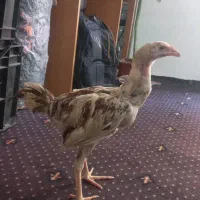 جوجه  خروس لاری ۳ ماهه