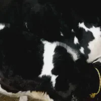 فروش گاو شیرده با گوساله نر۱۷۰ کیلویی