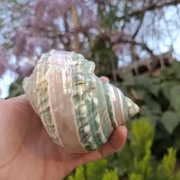 حلزون‌ دو رنگ و تگ رنگ وارداتی و کلکسیون