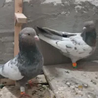 کفتر جفتگاه سینه هفت رنگ و ساده کاکلی شقه معاوضه