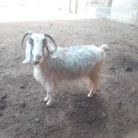 بز چاق|حیوانات مزرعه|سیدان, |دیوار