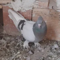 دم سفید
