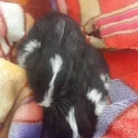 خرگوش مینیاتوری کوچک زبرو زرنگ