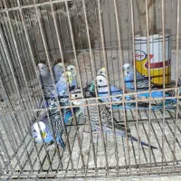 تعدادی مرغ عشق خوش رنگ