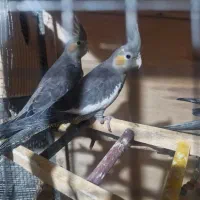 یک جفت عروس هلندی لوتینو|پرنده|برازجان, |دیوار