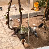 گنجه کبوتر فروشی|پرنده|شاهین‌شهر, شهرک گلدیس|دیوار