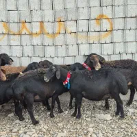 ۱۶راس میش و بره|حیوانات مزرعه|دزفول, |دیوار