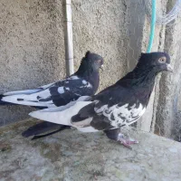 کبوتر جفتی و تکی|پرنده|مرودشت, نقش رستم|دیوار