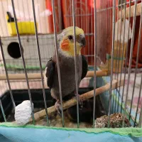 پرنده عروس هلندی