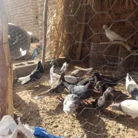 فروش کبوتر
