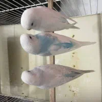 مرغ عشق جوجه