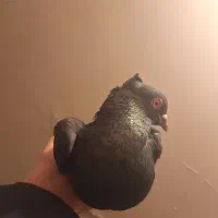 کفتر یه دونه نر زاغ