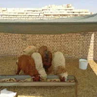 بره نر و ماده|حیوانات مزرعه|چمران, |دیوار