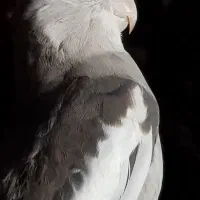 عروس هلندی گم شده