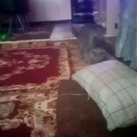 گربه ی اسکاتیش اصیل نژادباکیفیت|گربه|گلبهار, شهر جدید گلبهار|دیوار