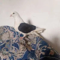 کفتر شون سیاه